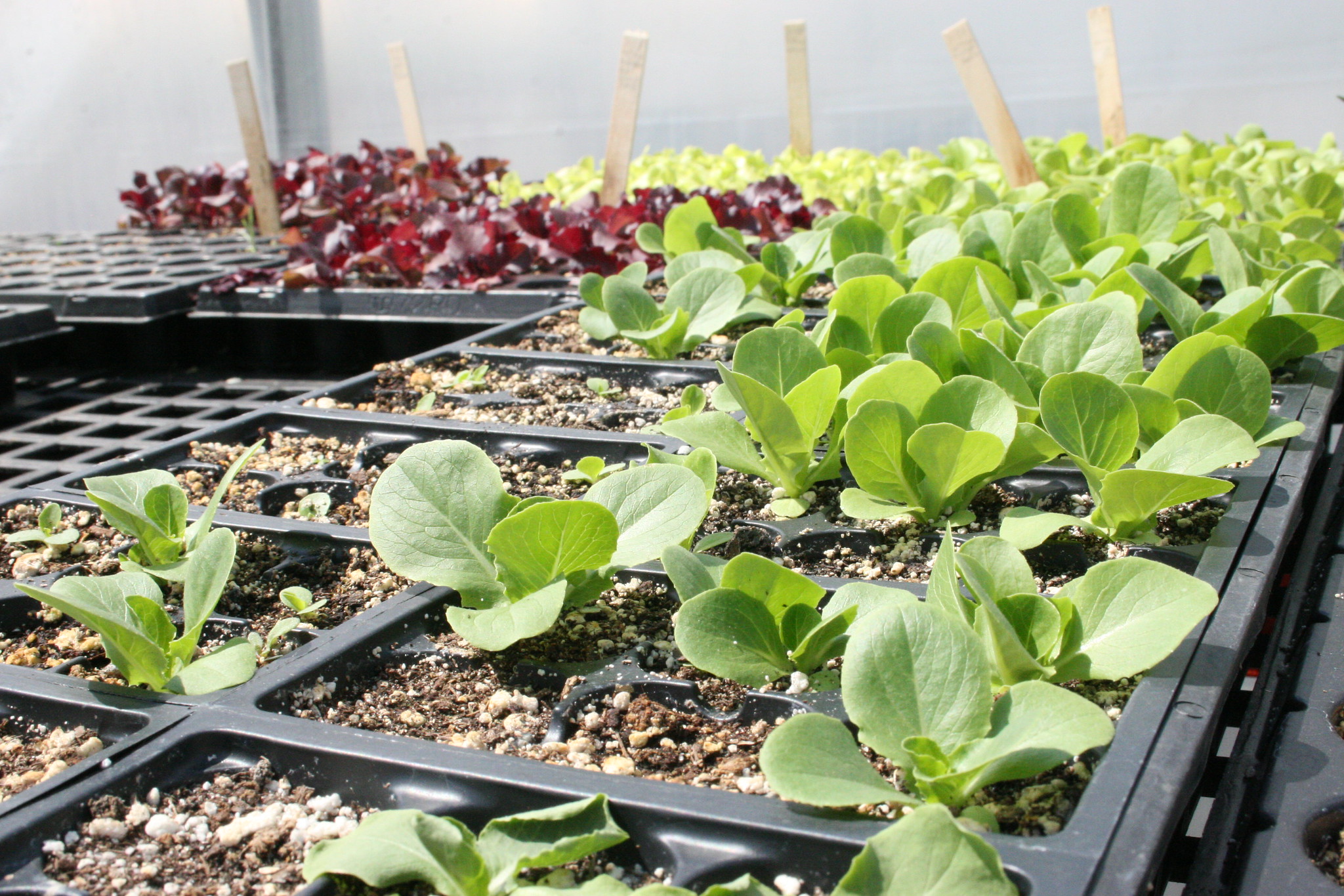 Young red and green lettuce seedlings in black plastic trays growing inside a brightly lit greenhouse.