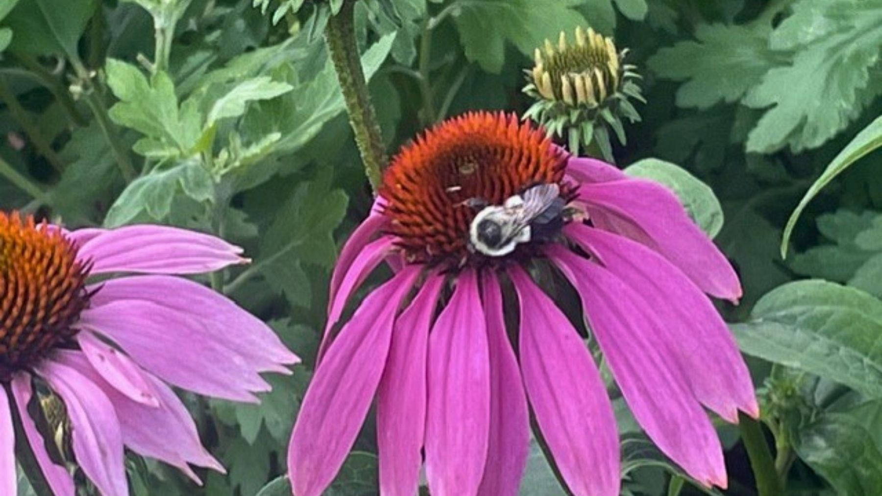 Bee on cone flower